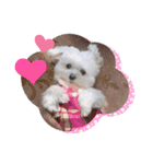 我が家の犬たち(マルチーズ)（個別スタンプ：4）