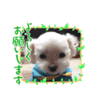 我が家の犬たち(マルチーズ)（個別スタンプ：5）