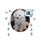 我が家の犬たち(マルチーズ)（個別スタンプ：6）