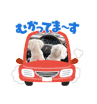 我が家の犬たち(マルチーズ)（個別スタンプ：7）