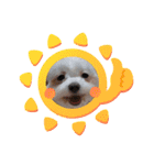 我が家の犬たち(マルチーズ)（個別スタンプ：8）