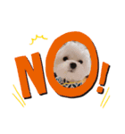我が家の犬たち(マルチーズ)（個別スタンプ：11）