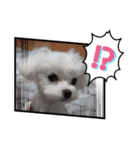 我が家の犬たち(マルチーズ)（個別スタンプ：12）