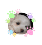 我が家の犬たち(マルチーズ)（個別スタンプ：13）