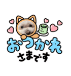 我が家の犬たち(マルチーズ)（個別スタンプ：16）