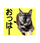 さび猫。大きい文字。死語とネットスラング（個別スタンプ：1）