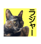 さび猫。大きい文字。死語とネットスラング（個別スタンプ：4）