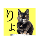 さび猫。大きい文字。死語とネットスラング（個別スタンプ：5）