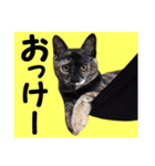 さび猫。大きい文字。死語とネットスラング（個別スタンプ：7）