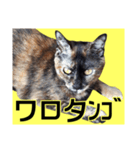 さび猫。大きい文字。死語とネットスラング（個別スタンプ：8）