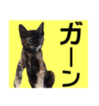 さび猫。大きい文字。死語とネットスラング（個別スタンプ：10）