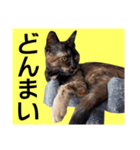 さび猫。大きい文字。死語とネットスラング（個別スタンプ：11）