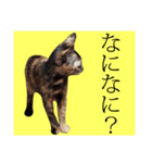 さび猫。大きい文字。死語とネットスラング（個別スタンプ：13）