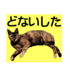 さび猫。大きい文字。死語とネットスラング（個別スタンプ：14）