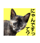 さび猫。大きい文字。死語とネットスラング（個別スタンプ：16）