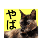 さび猫。大きい文字。死語とネットスラング（個別スタンプ：18）