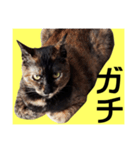 さび猫。大きい文字。死語とネットスラング（個別スタンプ：19）