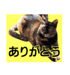 さび猫。大きい文字。死語とネットスラング（個別スタンプ：20）