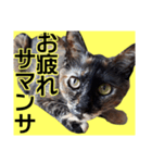 さび猫。大きい文字。死語とネットスラング（個別スタンプ：21）