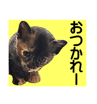 さび猫。大きい文字。死語とネットスラング（個別スタンプ：22）