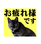 さび猫。大きい文字。死語とネットスラング（個別スタンプ：23）