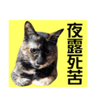 さび猫。大きい文字。死語とネットスラング（個別スタンプ：25）