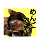 さび猫。大きい文字。死語とネットスラング（個別スタンプ：26）