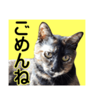 さび猫。大きい文字。死語とネットスラング（個別スタンプ：27）