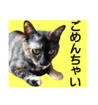 さび猫。大きい文字。死語とネットスラング（個別スタンプ：28）