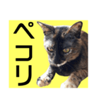 さび猫。大きい文字。死語とネットスラング（個別スタンプ：29）