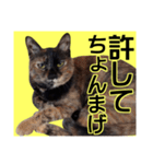 さび猫。大きい文字。死語とネットスラング（個別スタンプ：30）