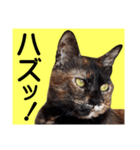 さび猫。大きい文字。死語とネットスラング（個別スタンプ：31）