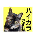 さび猫。大きい文字。死語とネットスラング（個別スタンプ：32）