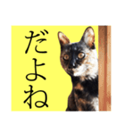 さび猫。大きい文字。死語とネットスラング（個別スタンプ：33）