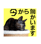 さび猫。大きい文字。死語とネットスラング（個別スタンプ：34）