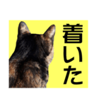 さび猫。大きい文字。死語とネットスラング（個別スタンプ：35）