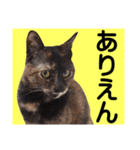 さび猫。大きい文字。死語とネットスラング（個別スタンプ：36）