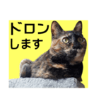 さび猫。大きい文字。死語とネットスラング（個別スタンプ：39）