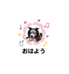 ボーダーコリージャックん♪（個別スタンプ：1）