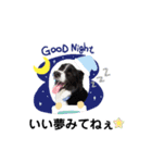 ボーダーコリージャックん♪（個別スタンプ：3）