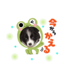 ボーダーコリージャックん♪（個別スタンプ：5）