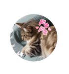 サイベリアンのジル（個別スタンプ：1）