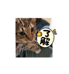 サイベリアンのジル（個別スタンプ：2）