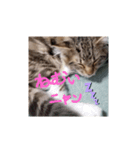 サイベリアンのジル（個別スタンプ：3）