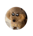 愛犬プリンの日常的に使えるスタンプ2（個別スタンプ：1）