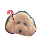 愛犬プリンの日常的に使えるスタンプ2（個別スタンプ：3）