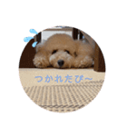 愛犬プリンの日常的に使えるスタンプ2（個別スタンプ：4）