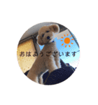 愛犬プリンの日常的に使えるスタンプ2（個別スタンプ：5）