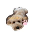 愛犬プリンの日常的に使えるスタンプ2（個別スタンプ：6）