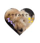 愛犬プリンの日常的に使えるスタンプ2（個別スタンプ：7）